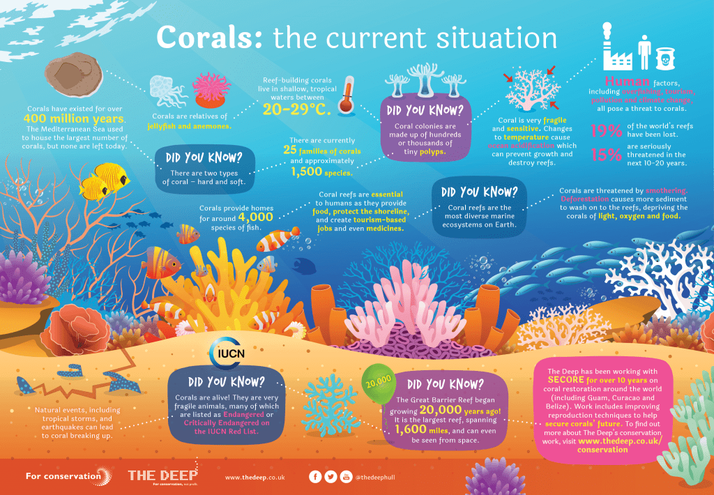 Information Poster About Coral | Kids Against Plastic ocean ecosystem diagram 